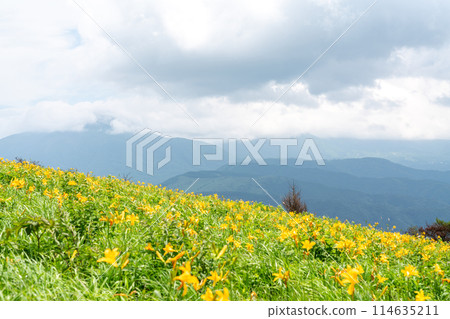 [Nagano Prefecture] Day lilies in full bloom (July) 114635211