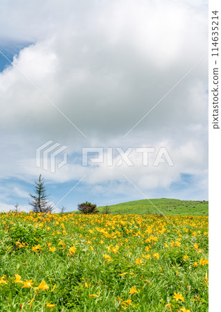 [長野縣] 黃花菜盛開（7月） 114635214