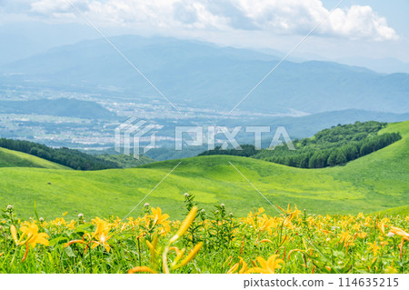 [長野縣] 黃花菜盛開（7月） 114635215