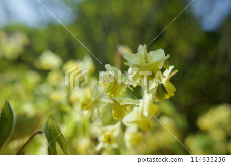 The yellow anchor grass is in full bloom, golden yellow. There are also insects resting next to the flowers. The yellow anchor grass is in full bloom, golden yellow. There are also insects resting next to the flowers. 114635236