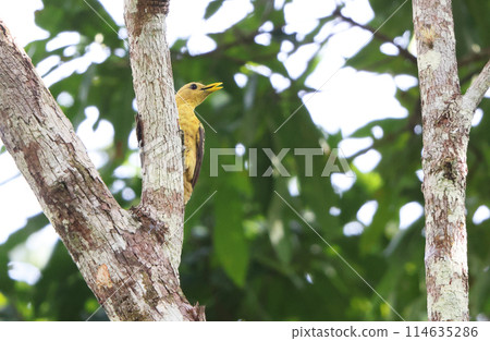 Oborotenyogera 114635286