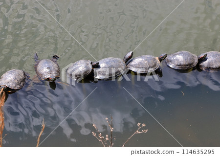 A row of Japanese turtles sunning themselves at Takaragaike Pond at Takaragaike Park in Kyoto 114635295