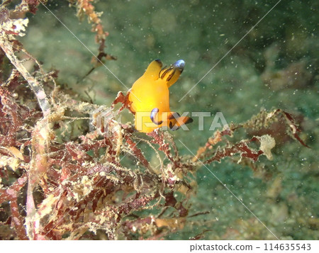 黃海蛞蝓在海藻上爬行 114635543