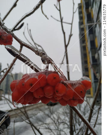 Bunches of rowan berries are covered with frost and snow on a frosty winter day. 114635779