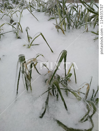 Frost on the plants. Ice grass. Beautiful winter background with sunny hoarfrost 114635787