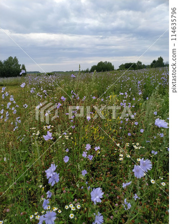 Field of cosmos flower. summer field with flowers 114635796