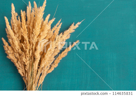 Sheaf of wheat ears close up and seeds on colored background. Natural cereal plant, harvest time concept. Top view, flat lay with copy space. world wheat crisis Sheaf of wheat ears close up and seeds on colored background. Natural cereal plant, harvest time concept. Top view, flat lay with copy space. world wheat crisis 114635831