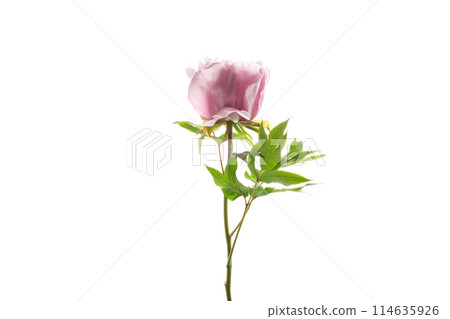 Pink tree peony flower, isolated on white background 114635926