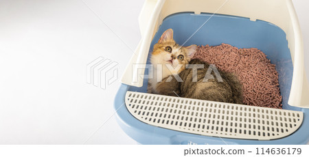 Emphasizing the significance of animal care and hygiene an isolated cat is at ease in a litter box. This cat tray set on a clean white background is the designated feline toilet. 114636179