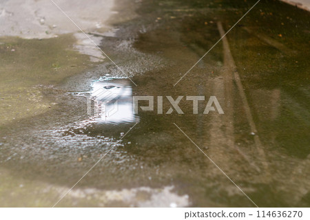 A puddle of shallow water gathered on the concrete floor under a covered canopy after a heavy summer downpour 114636270