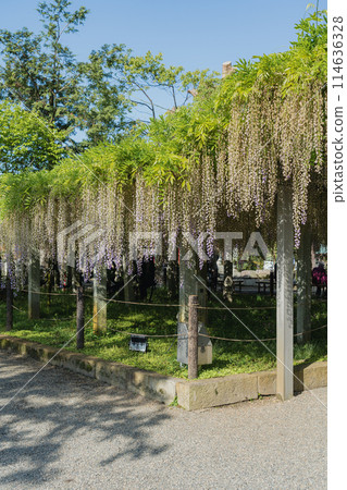 三大神社紫藤 三大神社紫藤 114636328
