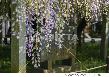 Three major shrines: Fuji Three major shrines: Fuji 114636333
