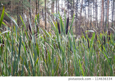 Typha latifolia, called Bullrush, growing in Ireland Typha latifolia, called Bullrush, growing in Ireland 114636334