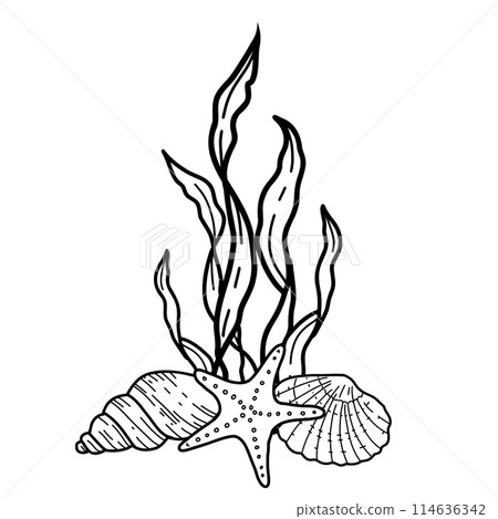 Underwater composition of seaweeds, starfish and seashells. Ocean plant vector sketch illustration style isolated on white background. Line art. For cards, posters, menu, marine beach design. 114636342
