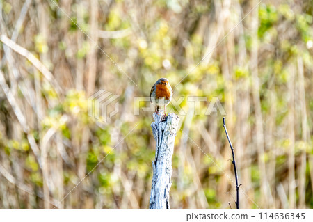 Red Robin, red breast bird visiting a garden in Ireland Red Robin, red breast bird visiting a garden in Ireland 114636345