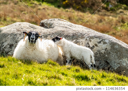 A blackface sheep family in a field in County Donegal - Ireland A blackface sheep family in a field in County Donegal - Ireland 114636354