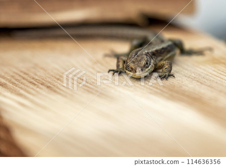European lizard in sunlight sitting on a bench in Ireland European lizard in sunlight sitting on a bench in Ireland 114636356