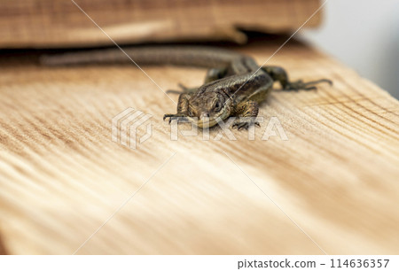 European lizard in sunlight sitting on a bench in Ireland 114636357