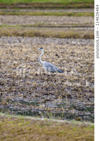 A Grey Heron Searching for Food in a Rice Field 114636464