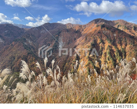 秋天的山、潘帕斯草和藍天 秋天的山、潘帕斯草和藍天 114637035