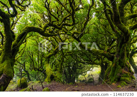 Twisted trees in the fog in Fanal Forest on the Portuguese island of Madeira. Huge, moss-covered trees create a dramatic, scared landscape 114637230
