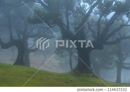 Fanal forest old mystical tree in Madeira island. Twisted trees in fog in Fanal Forest. Huge, moss-covered trees create a dramatic, scared landscape 114637232