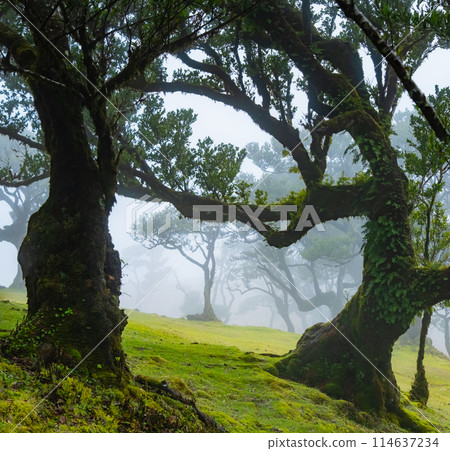 Twisted trees in the fog in Fanal Forest on the Portuguese island of Madeira. Huge, moss-covered trees create a dramatic, scared landscape 114637234