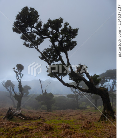 Fanal forest old mystical tree in Madeira island. Twisted trees in fog in Fanal Forest. Huge, moss-covered trees create a dramatic, scared landscape 114637237