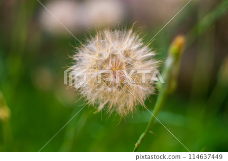 The fluffy flower of the Salsify or tragopogon plant with seeds with fluffy pappus, which have high aerodynamic qualities, like parachutes. It looks like a dandelion. Family Astroaceae The fluffy flower of the Salsify or tragopogon plant with seeds with fluffy pappus, which have high aerodynamic qualities, like parachutes. It looks like a dandelion. Family Astroaceae 114637449