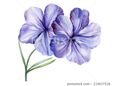 Tropical blue flowers and leaves on an isolated white background, watercolor painting illustration, exotic flower Tropical blue flowers and leaves on an isolated white background, watercolor painting illustration, exotic flower 114637526