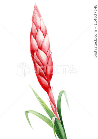 Bromelia tropical flower and leaves on an isolated white background, watercolor painting illustration, exotic flower 114637546