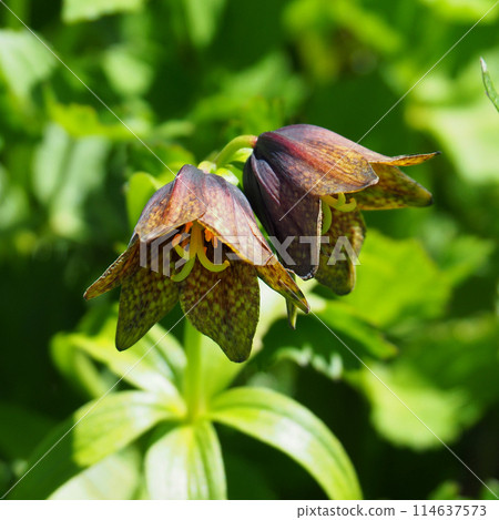 [Alpine plants of Japan] Black lily (Mt. Hakusan 2015) 114637573