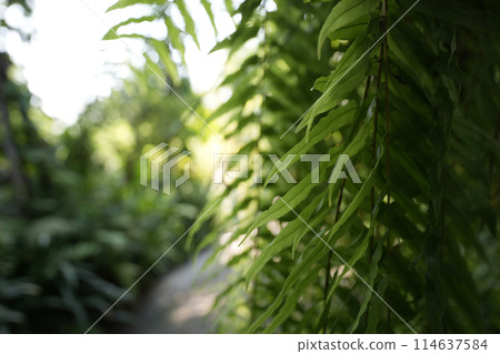 Sword fern Nephrolepis sp.green lush leaves 114637584
