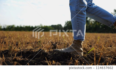 Female feet of farmer going through the wheat meadow at sunset. Legs of agronomist in boots walking among barley plantation at dusk. Concept of agricultural business. Slow motion 114637602