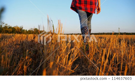 Female feet of young farmer going through the barley plantation at sunset. Legs of agronomist in boots walking among wheat meadow at dusk. Concept of agricultural business. Slow mo 114637603