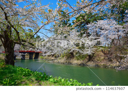 Cedar Bridge and cherry blossoms in full bloom at Hirosaki Castle Sakura Festival 114637607