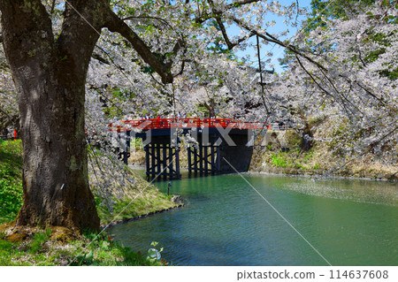 Cedar Bridge and cherry blossoms in full bloom at Hirosaki Castle Sakura Festival 114637608