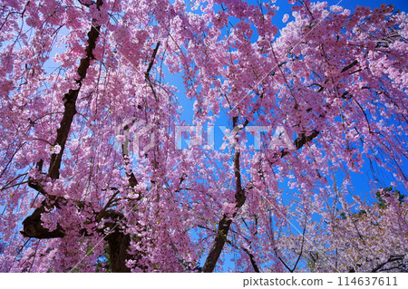 Weeping cherry blossoms in full bloom at Hirosaki Castle Sakura Festival 114637611