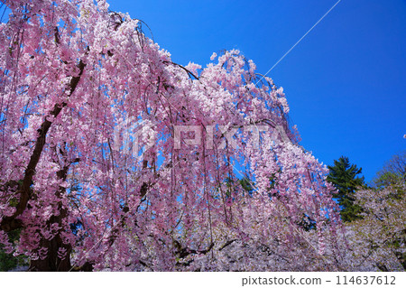 Weeping cherry blossoms in full bloom at Hirosaki Castle Sakura Festival 114637612