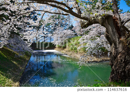 Cherry blossoms in full bloom and the scenery reflected on the water surface - Hirosaki Castle Sakura Festival 114637616