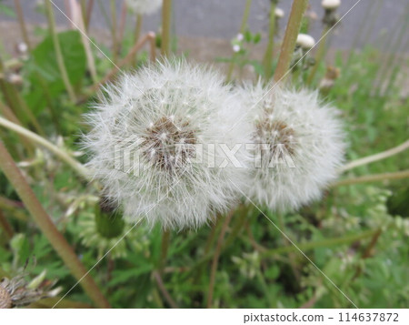 Dandelion seeds 114637872