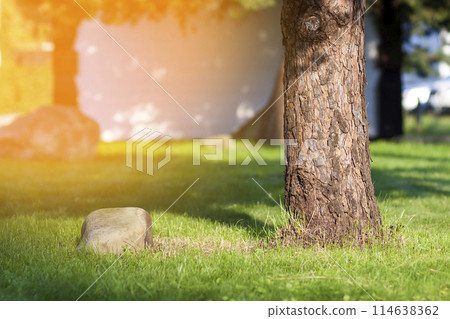 Trunk of a tree and big stone on green grass loan. Soft light vintage effect. 114638362