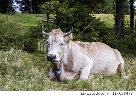 Idyllic view of two brown cows grazing in green pasture field fresh grass on bright sunny day. Farming and agriculture. 114638478