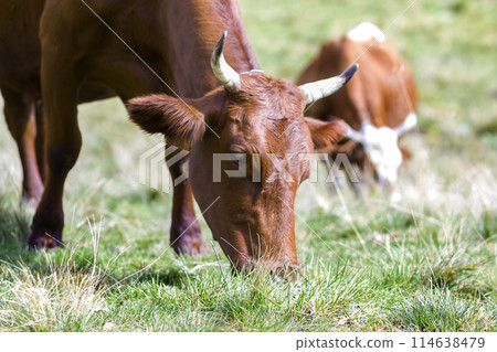 Idyllic view of two brown cows grazing in green pasture field fresh grass on bright sunny day. Farming and agriculture. 114638479