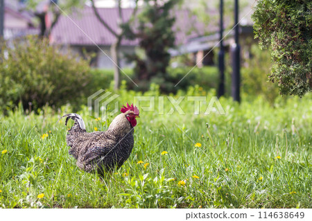 Close-up of nice big grown gray hen standing in high fresh grass on bright sunny blurred green summer background. Chicken farming, ecological clean healthy food, meat and eggs production concept. 114638649