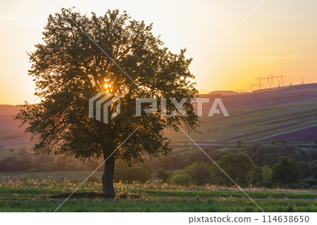 Quiet and peaceful view of beautiful big green tree at sunset growing alone in spring field on distant hills bathed in orange evening sunlight and high voltage lines stretching to horizon background. Quiet and peaceful view of beautiful big green tree at sunset growing alone in spring field on distant hills bathed in orange evening sunlight and high voltage lines stretching to horizon background. 114638650