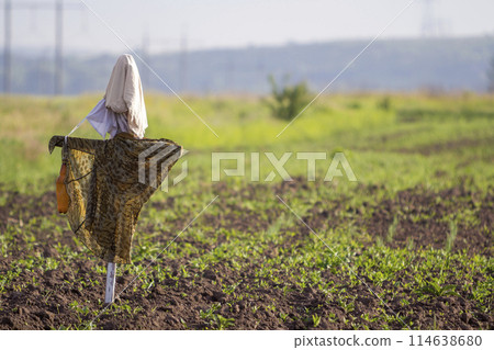 Close-up of funny scarecrow guarding from birds tender green sprouts in plowed field on blurred spring sunny rural background. Farming, agriculture and traditional harvest protection concept. 114638680