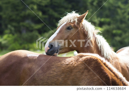 Beautiful chestnut horse with white stripes and long mane looks in camera leaning on another horses back in sunny summer meadow on blurred green trees background. Intelligence and loyalty concept. Beautiful chestnut horse with white stripes and long mane looks in camera leaning on another horses back in sunny summer meadow on blurred green trees background. Intelligence and loyalty concept. 114638684