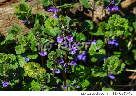 Beautiful Natural Herbal Blue Flowers Glechoma Hederacea Growing On Meadow In Springtime 114638743