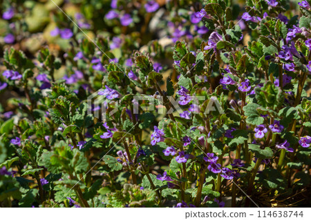 Beautiful Natural Herbal Blue Flowers Glechoma Hederacea Growing On Meadow In Springtime Beautiful Natural Herbal Blue Flowers Glechoma Hederacea Growing On Meadow In Springtime 114638744